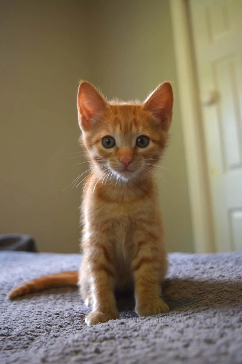 Phoebe thumbnail 2