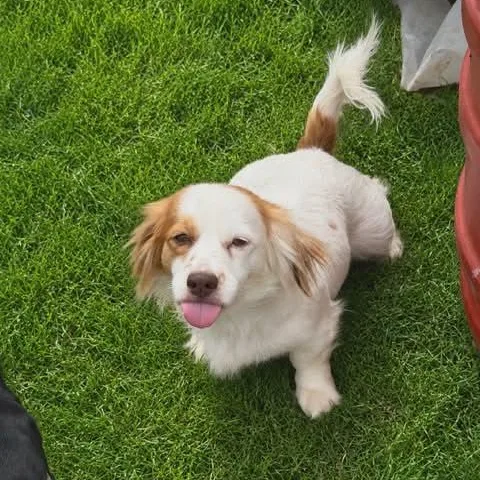 A young small-sized female White / Cream Cavalier King Charles Spaniel dog named June Bug for adoption in Williston, VT