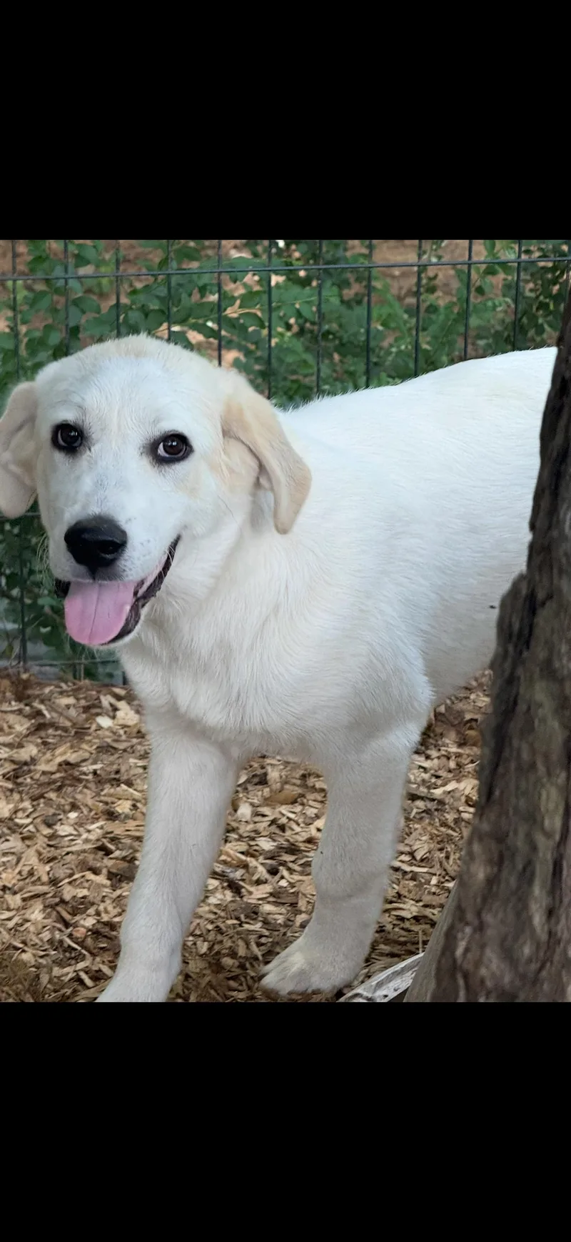 A baby medium-sized male White / Cream Golden Retriever dog named Rhodes for adoption in Cordova, TN