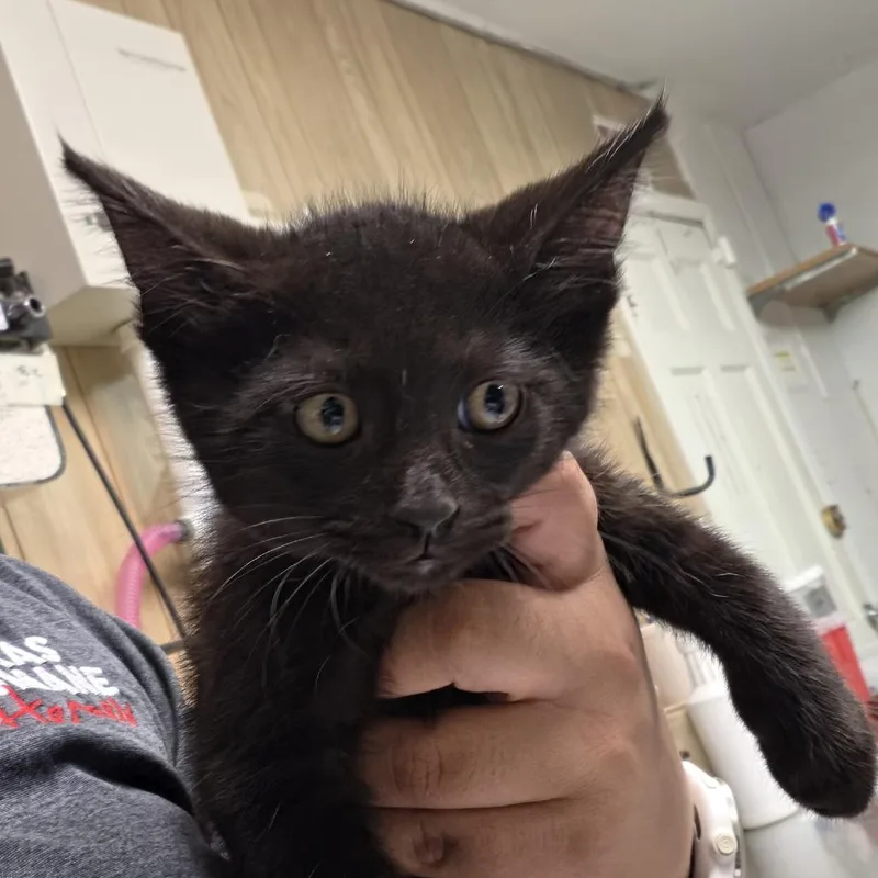 A baby small-sized male Black Domestic Short Hair cat named Damon for adoption in Leander, TX