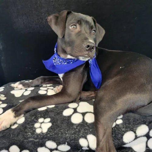 A baby medium-sized male Black Labrador Retriever dog named Pepper for adoption in Leesburg, AL