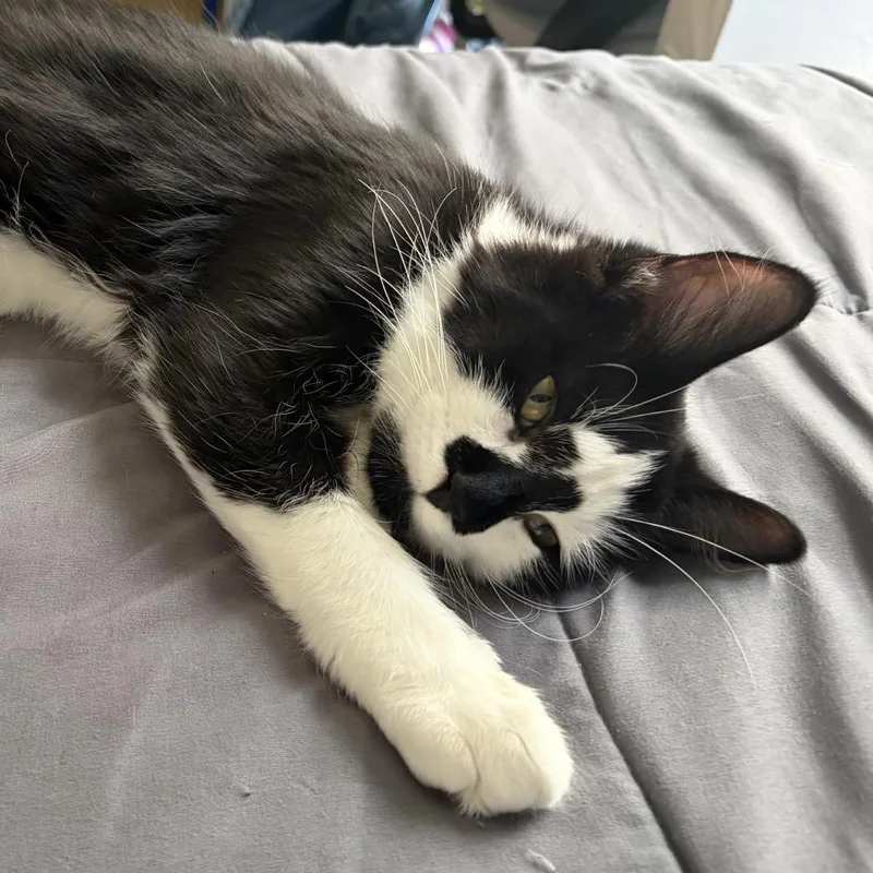 A baby medium-sized male Black Domestic Medium Hair cat named Bandit for adoption in Waynesboro, PA