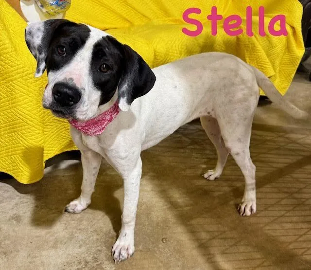 Stella