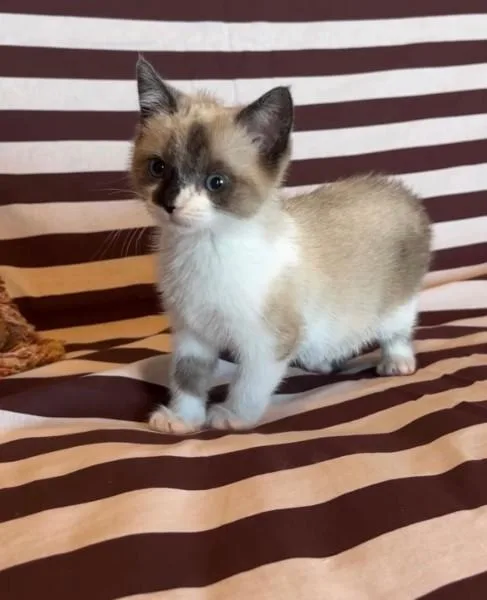 A baby small-sized female Cream Point Siamese cat named Bonnet for adoption in Brooklyn, NY