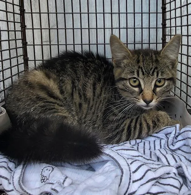 A baby small-sized female Domestic Short Hair cat named Sparkles for adoption in San Antonio, TX