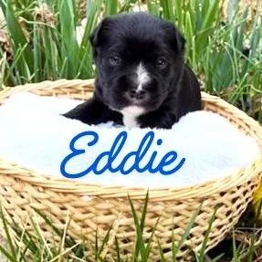 Lexi's Eddy thumbnail 2