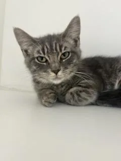 A baby small-sized female Tabby (Gray / Blue / Silver) Domestic Short Hair cat named Ruthie for adoption in Manassas, VA