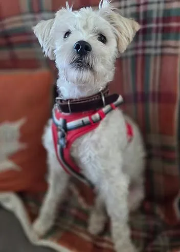 An adult small-sized male Maltese dog named Gio for adoption in Racine, WI