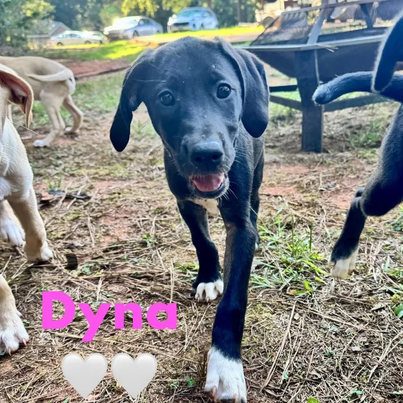 A baby medium-sized female Black Labrador Retriever dog named Dyna for adoption in Peachtree City, GA