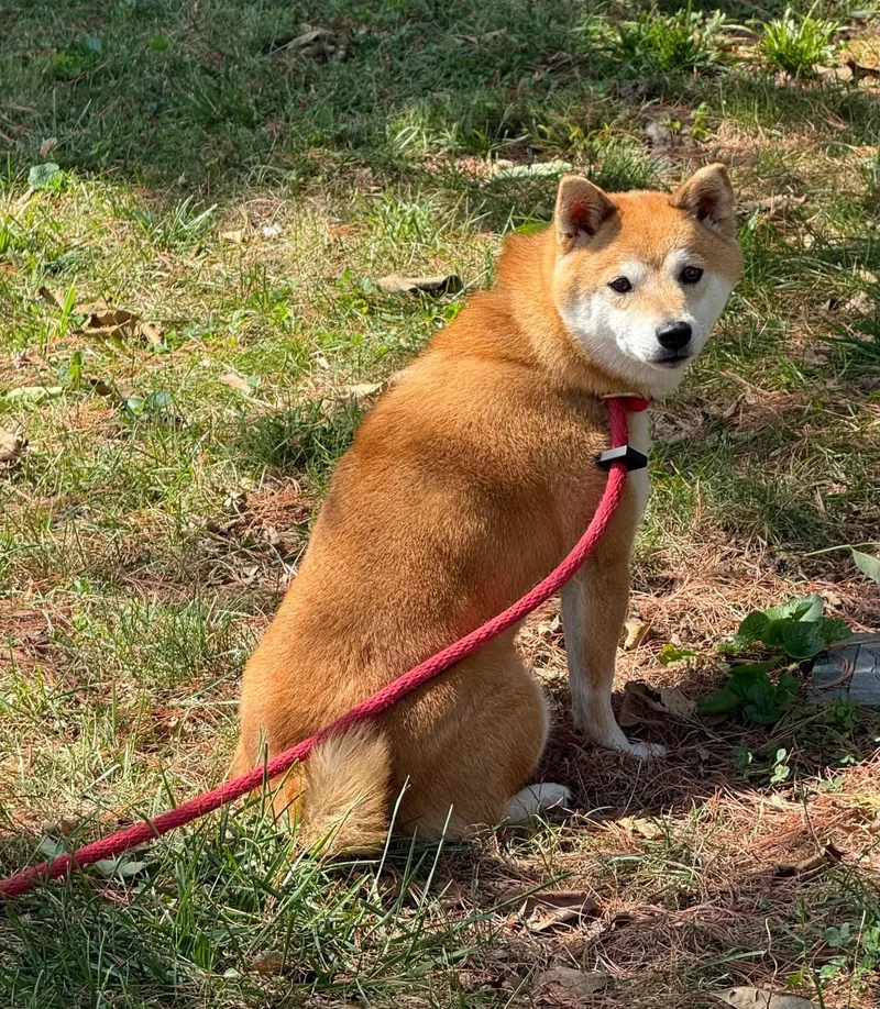 Miki