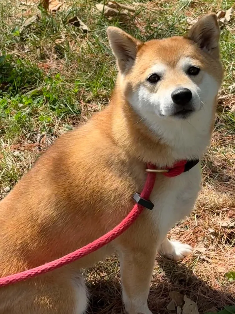 Miki thumbnail 2