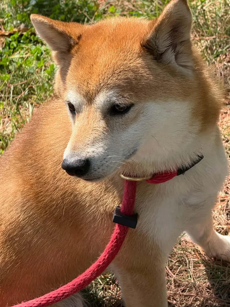Miki thumbnail 4