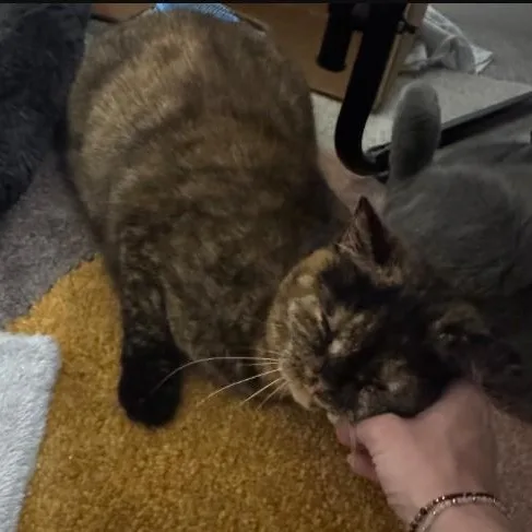An adult medium-sized female Gray / Blue / Silver British Shorthair cat named Ginger & Georgia Broadway for adoption in Morrison, CO