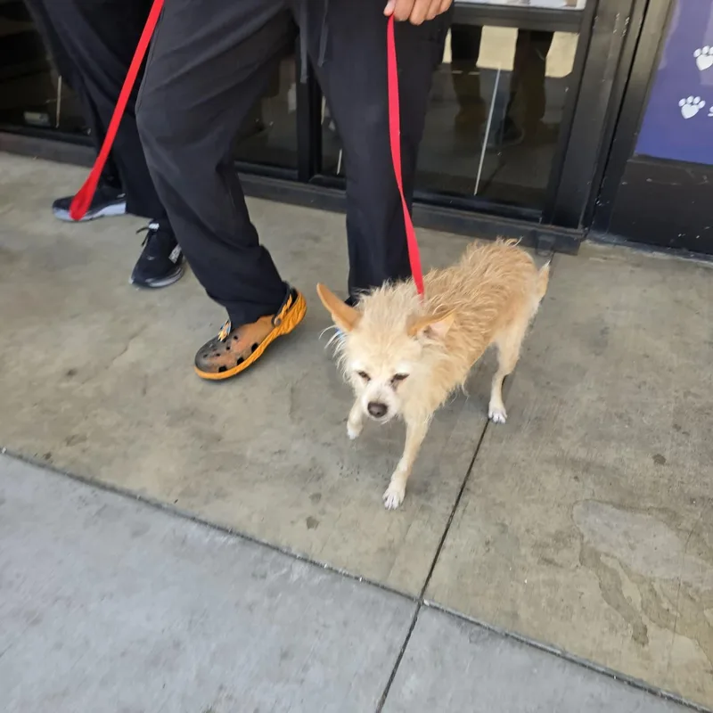 An adult small-sized female Golden Yorkshire Terrier dog named Greta for adoption in Greenville, SC