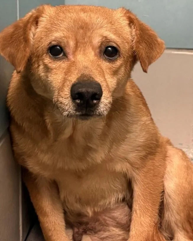 An adult medium-sized female Chihuahua dog named Ladybug for adoption in Houston, TX