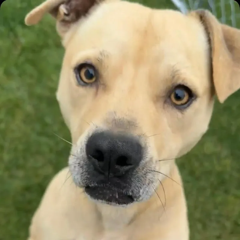 An adult medium-sized male Pit Bull Terrier dog named Matt for adoption in Lima, OH