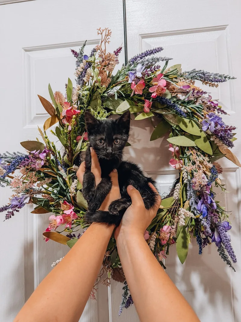 A baby small-sized male Black Domestic Short Hair cat named Pebble for adoption in Goodyear, AZ