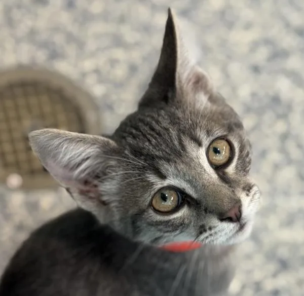 A baby small-sized male Domestic Short Hair cat named Sirius for adoption in Golden, CO