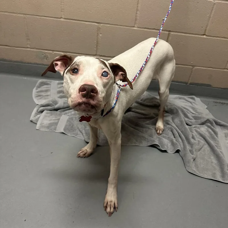 An adult medium-sized female Brown / Chocolate Pit Bull Terrier dog named Lilly pad for adoption in Tacoma, WA