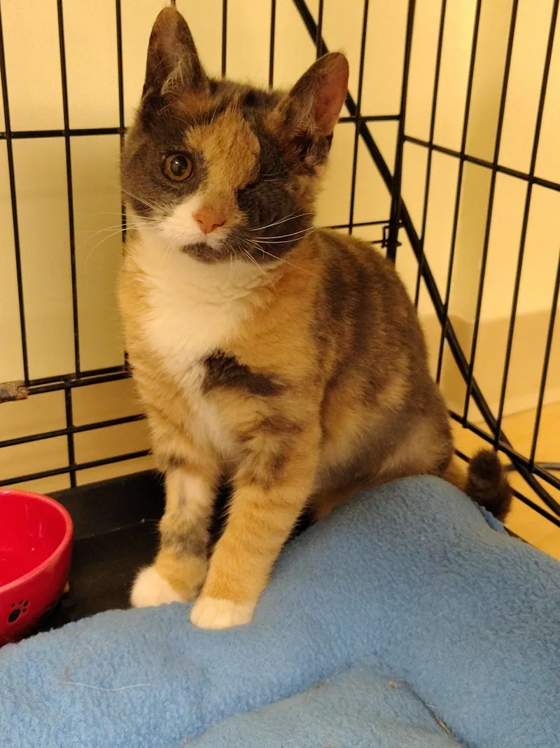 A baby small-sized female Calico cat named Dorothy for adoption in Montour Falls, NY
