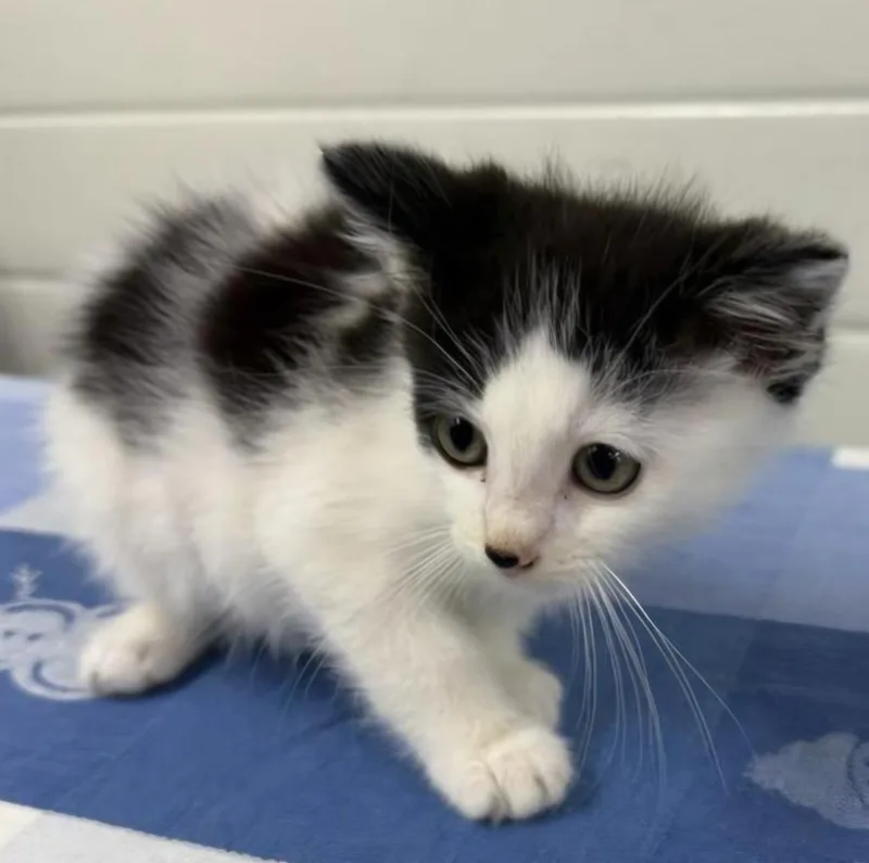A young small-sized male Domestic Short Hair cat named Baxter for adoption in Lagrange, IN