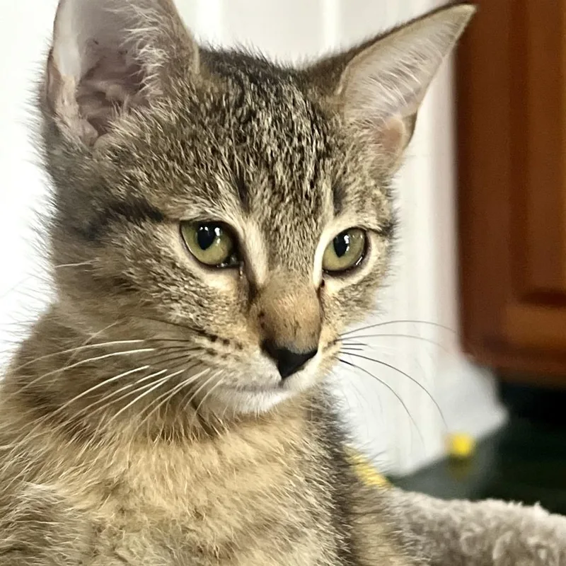 A baby small-sized male Brown / Chocolate Domestic Short Hair cat named Mezzetta for adoption in Chattanooga, TN