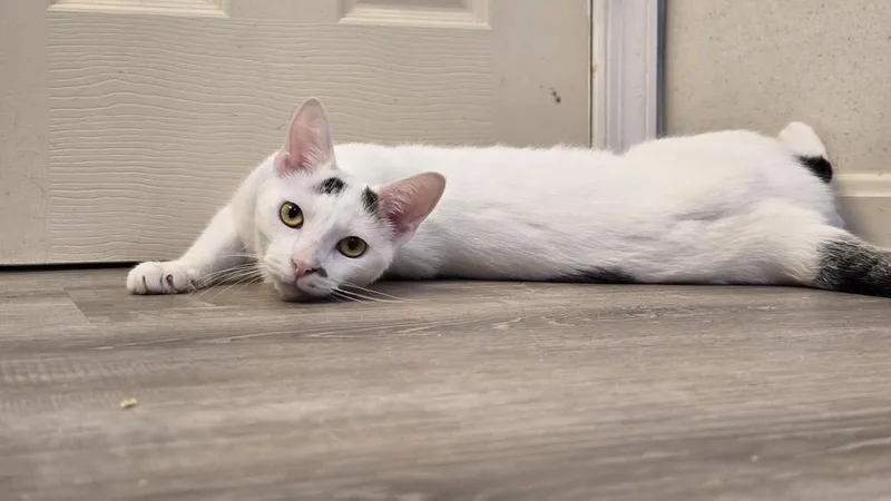 Ellipsis... thumbnail 2