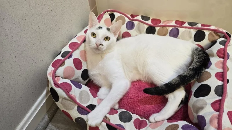 Ellipsis... thumbnail 3