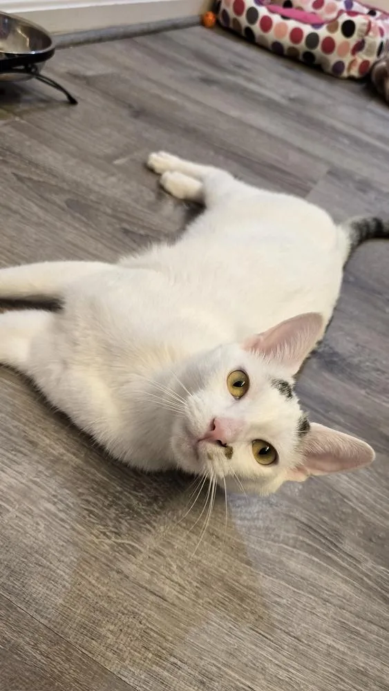 Ellipsis... thumbnail 4