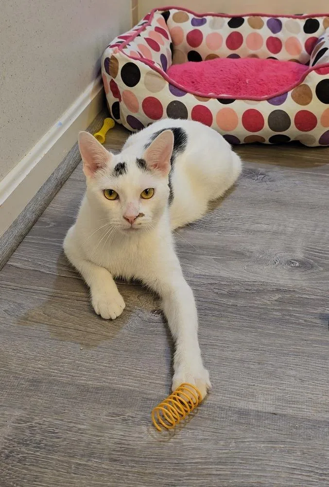 Ellipsis... thumbnail 5