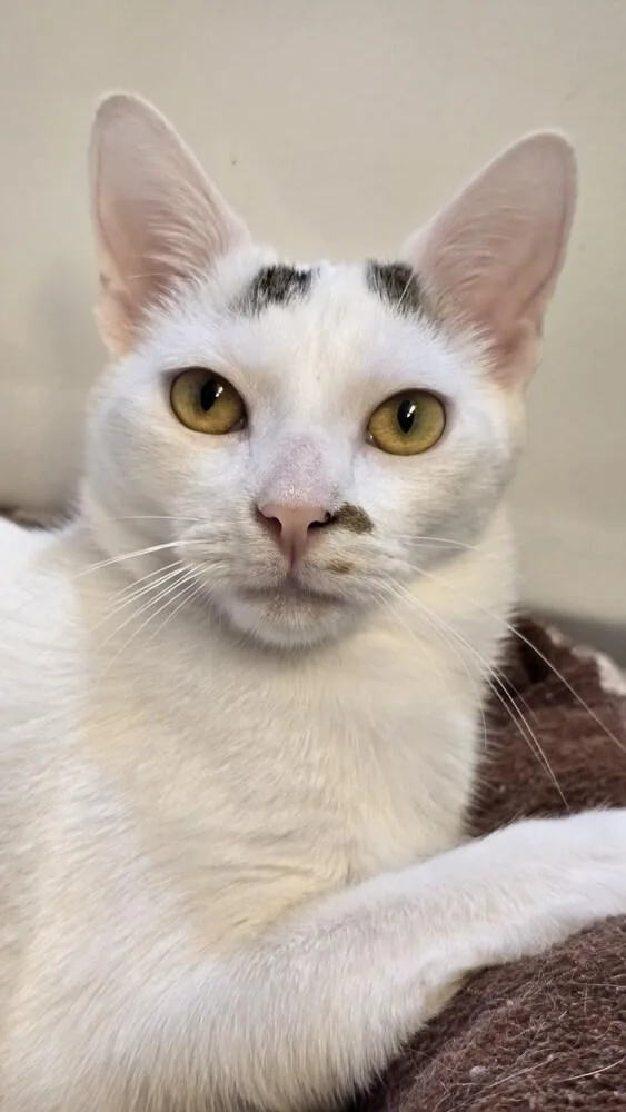 Ellipsis... thumbnail 6