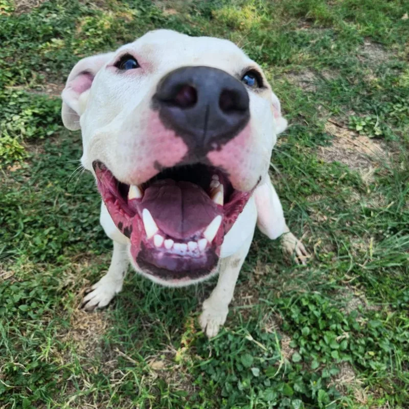 Goliath Aka Chisholm Dd thumbnail 2