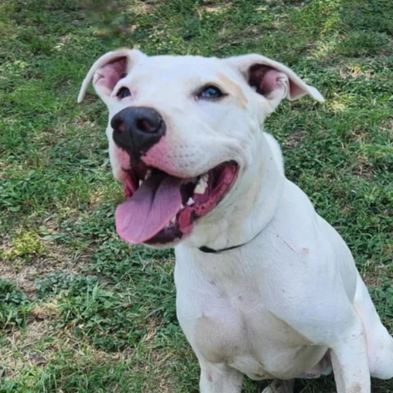 Goliath Aka Chisholm Dd thumbnail 3