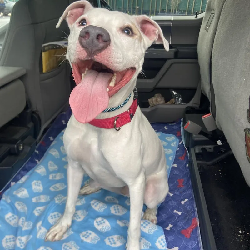 Goliath Aka Chisholm Dd thumbnail 4