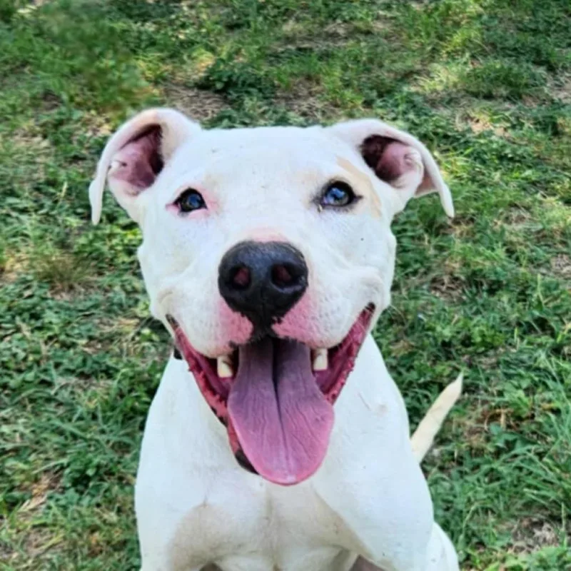 Goliath Aka Chisholm Dd thumbnail 5