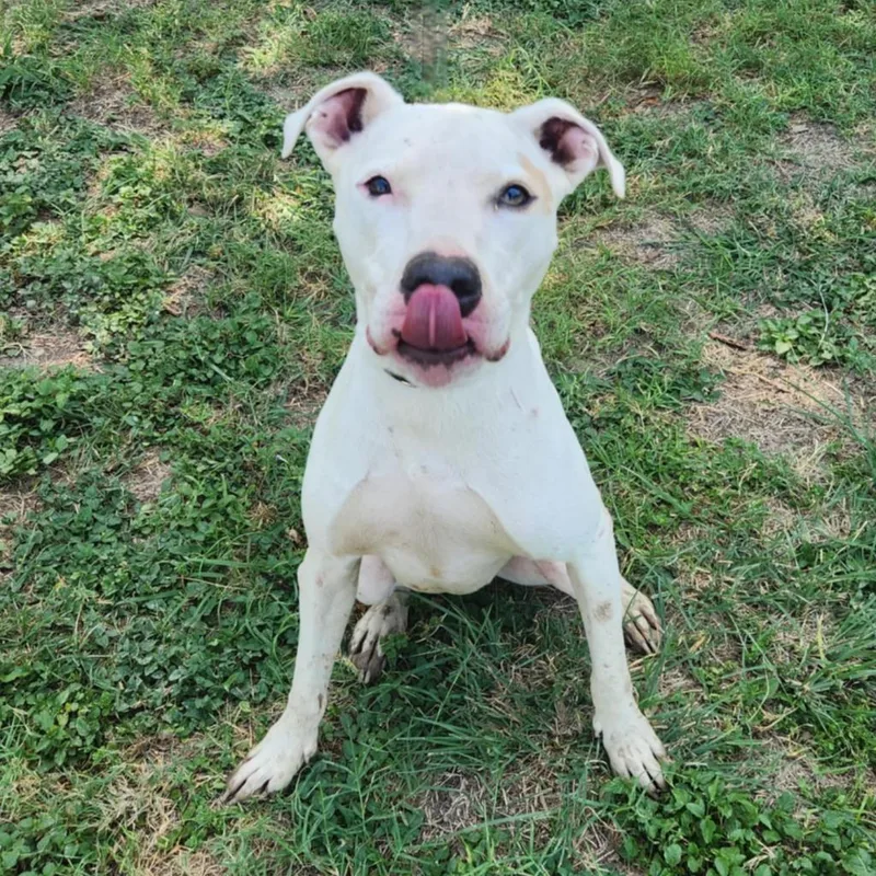 Goliath Aka Chisholm Dd thumbnail 6