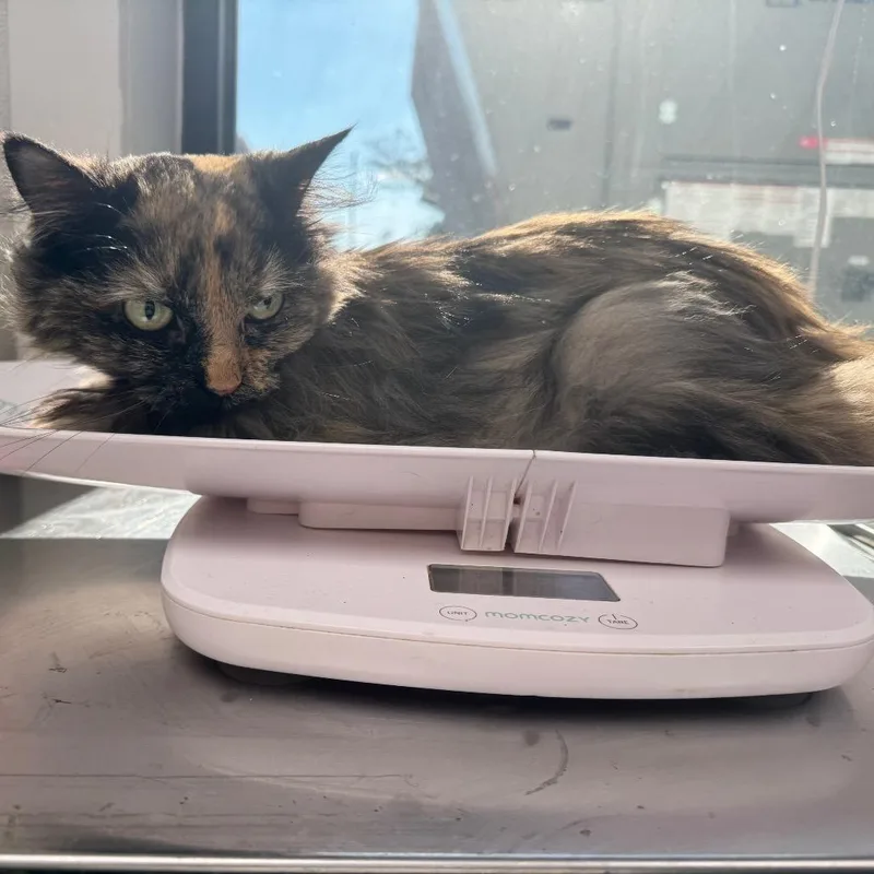 A senior medium-sized female Black Domestic Long Hair cat named Princess Ravioli for adoption in Columbiana, AL