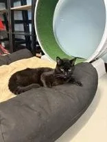 A senior medium-sized male Black Domestic Short Hair cat named Sirius Black for adoption in Boyne City, MI