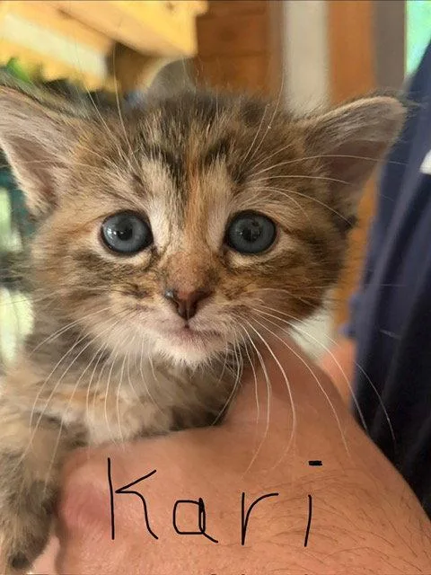 Karye