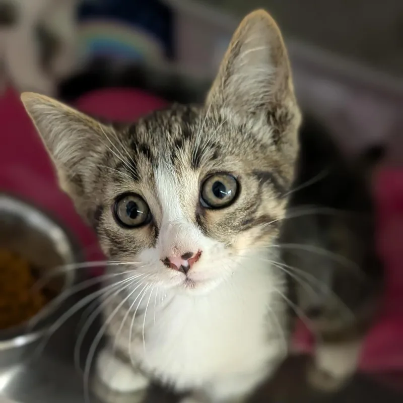 A baby medium-sized female Tabby (Buff / Tan / Fawn) Domestic Short Hair cat named Tilapia for adoption in Cape Girardeau, MO