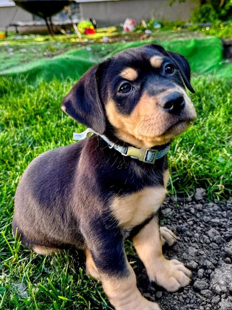 A baby medium-sized male Tricolor (Brown, Black, & White) Yorkshire Terrier dog named Asher for adoption in Amherst, NY