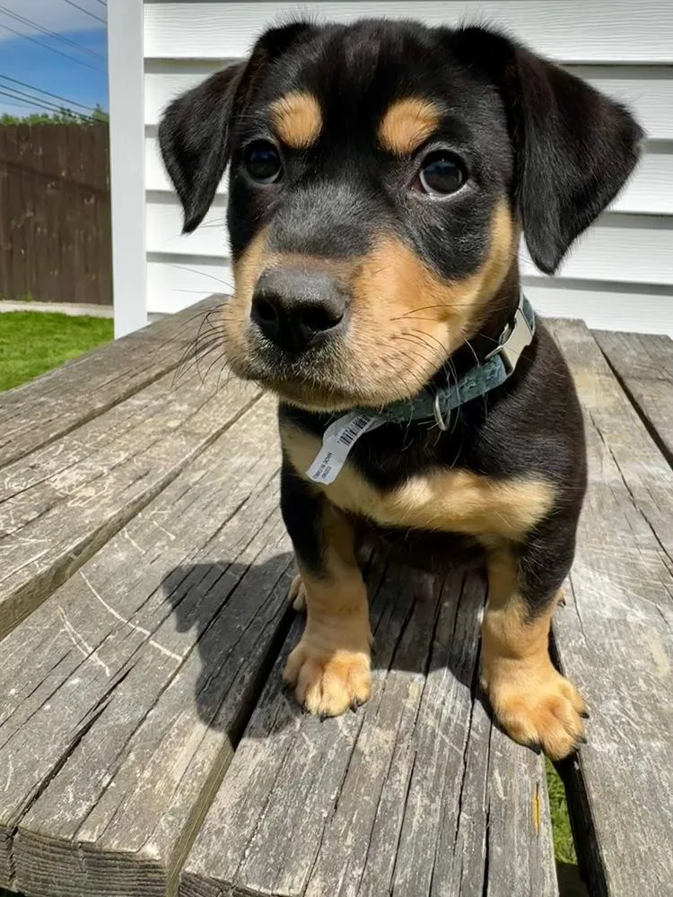 Asher thumbnail 4