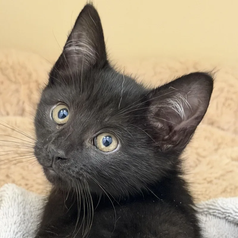 A baby medium-sized female Black Domestic Short Hair cat named Aisha Tyler for adoption in Cooperstown, NY