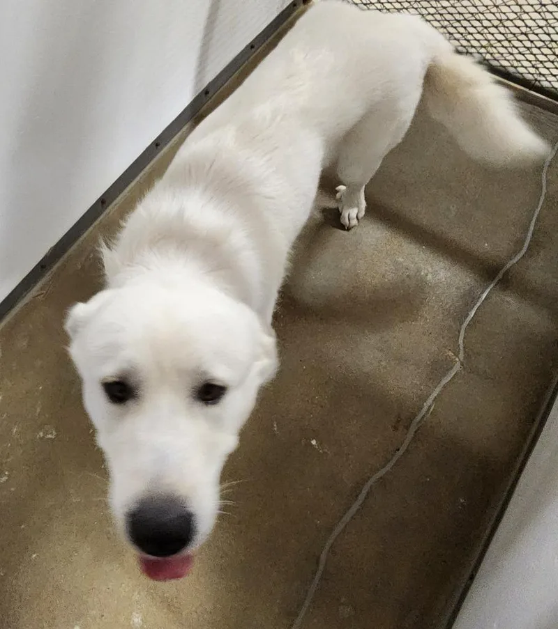 An adult large-sized male Great Pyrenees dog named Condor for adoption in Belton, TX