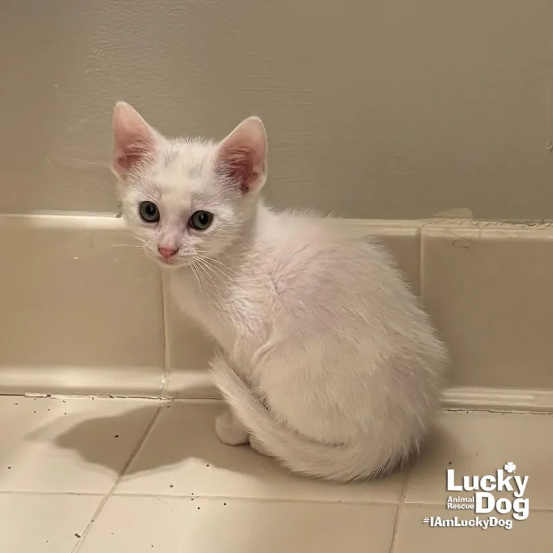 A baby medium-sized male White Domestic Short Hair cat named Hosta for adoption in Washington, DC