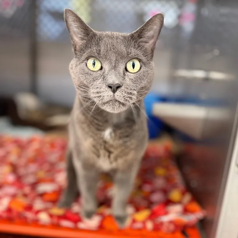 A senior large-sized female Domestic Short Hair cat named Kamora for adoption in Portage, MI