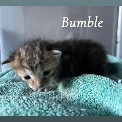 Bumble thumbnail 3
