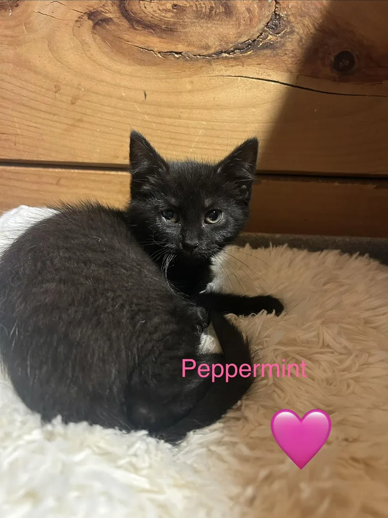 A baby medium-sized female Black Domestic Short Hair cat named Peppermint for adoption in Absecon, NJ