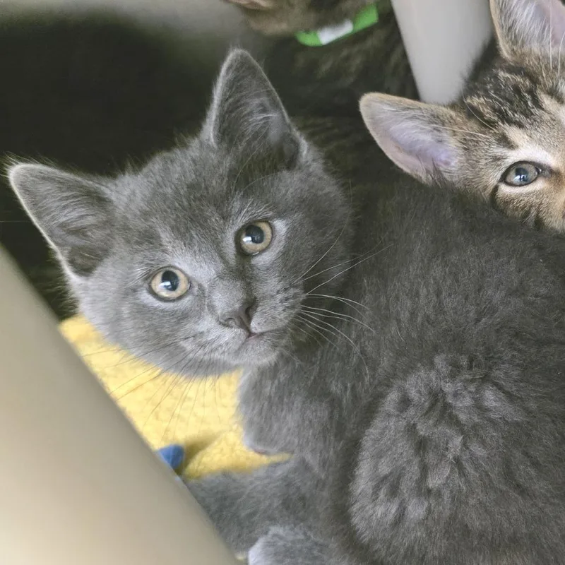 A baby small-sized male Gray / Blue / Silver Domestic Short Hair cat named Cairo for adoption in Fort Wayne, IN