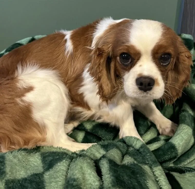 A young small-sized female Tricolor (Brown, Black, & White) Cavalier King Charles Spaniel dog named Princess for adoption